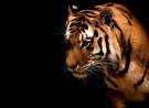 Tiger In The Dark wallpaper