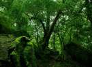 Green Forest Vegetation wallpaper