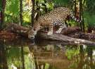 Jaguar Drinking Water wallpaper
