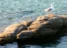 Seagull On Rock wallpaper