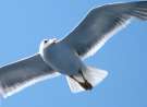 Seagull Flying wallpaper