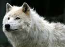 Wild white wolf wallpaper
