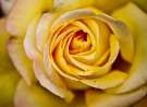Yellow Rose wallpaper