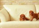 Puppies On Sofa wallpaper