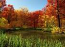 Fall Pond wallpaper