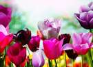 Tulips In Spring wallpaper