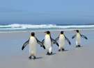 Penguins On The Beach wallpaper