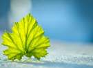 Beautiful leaf close up wallpaper