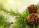 Pine cones wallpaper
