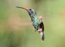 Beautiful Hummingbird wallpaper