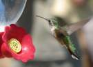 Green Hummingbird wallpaper