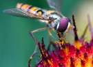 Hover Fly at Work wallpaper