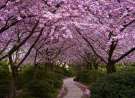 Cherry Trees wallpaper