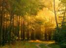 Sunny Forest wallpaper