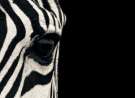 Zebra wallpaper