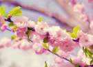 Japanese Cherry Blossom wallpaper