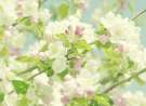 Spring Cherry Blossoms wallpaper