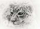 Snow Leopard wallpaper