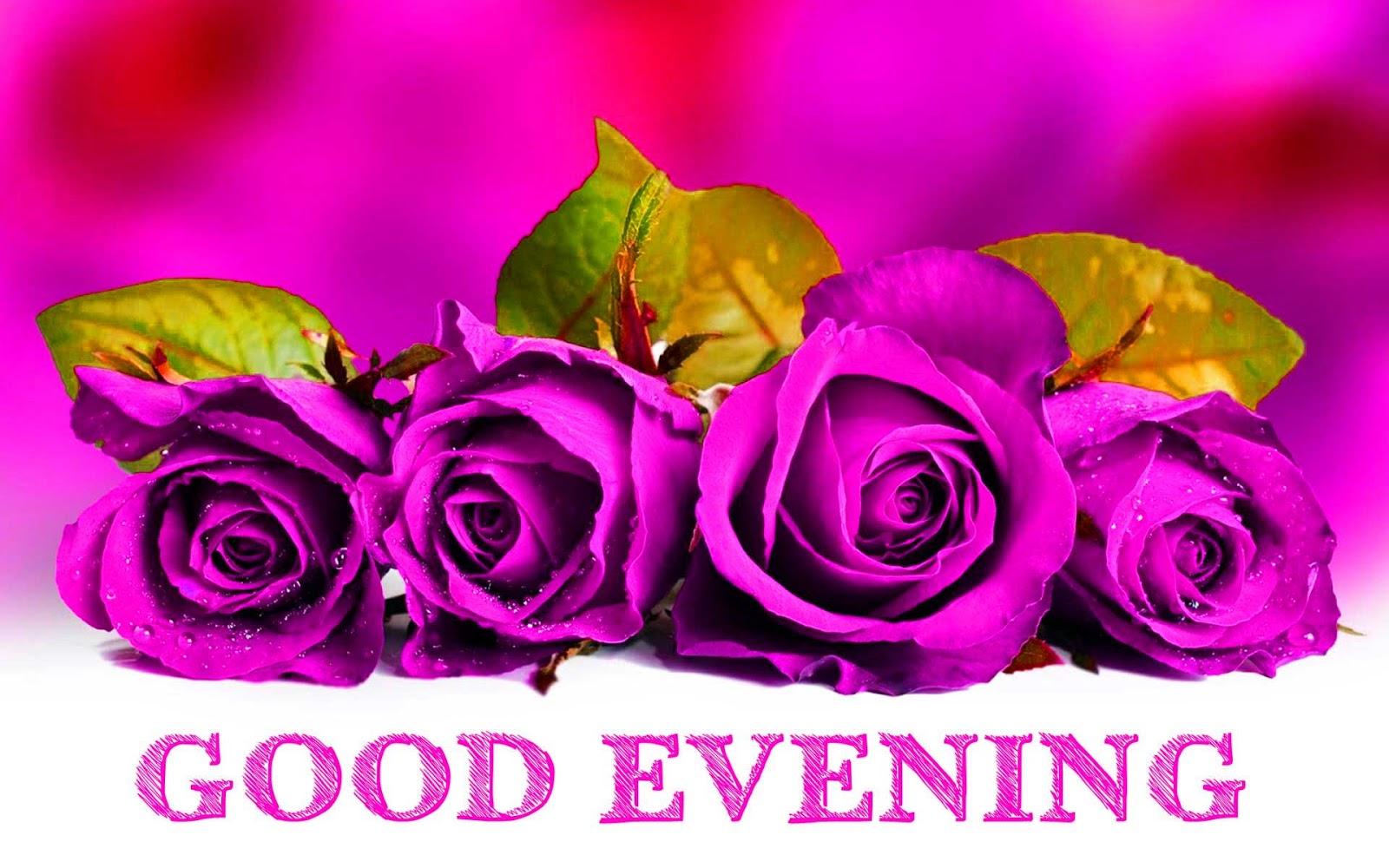 Purple Rose Evening
